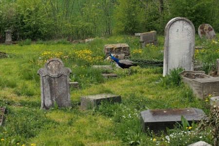 Židovský hřbitov Zájezdec_5