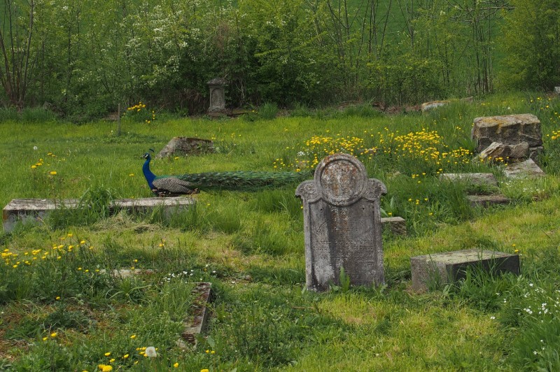 Židovský hřbitov Zájezdec_6